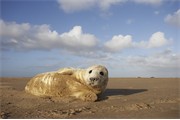 Grey Seal (Halichoerus grypus) young pup (3-5 days old) lying on sand bar on breeding grounds. North Lincolnshire, UK. November 2005.